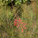 Russelia Equisetiformis "Coral Plant, Firecracker Plant" 0.7 - 0.9m - Greensouq - 