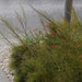 Russelia Equisetiformis "Coral Plant, Firecracker Plant" 0.7 - 0.9m - Greensouq - 