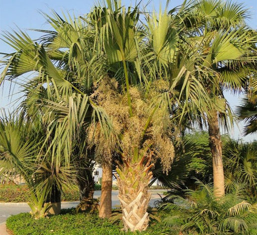 Sabal palmetto | Cabbage Palmetto, Sabal Palm, Carolina Palmetto 2.0 - 2.5m Height - Greensouq - 