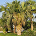 Sabal palmetto | Cabbage Palmetto, Sabal Palm, Carolina Palmetto 2.0 - 2.5m Height - Greensouq - 