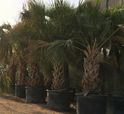 Sabal palmetto | Cabbage Palmetto, Sabal Palm, Carolina Palmetto 2.0 - 2.5m Height - Greensouq - 
