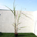 Saccharum Officinarum "Sugarcane" قصب السكر - Greensouq - 