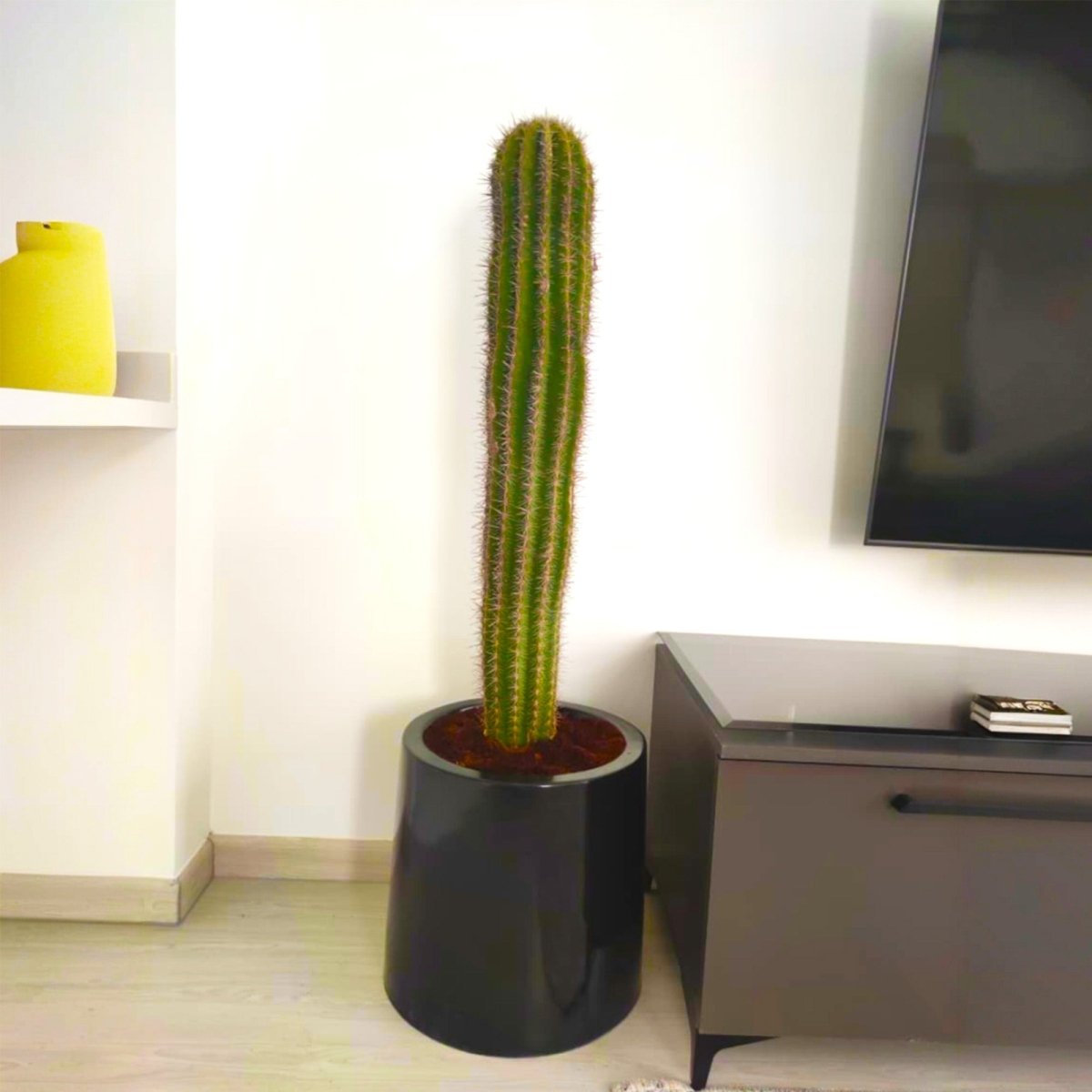 🌵 Saguaro Cactus