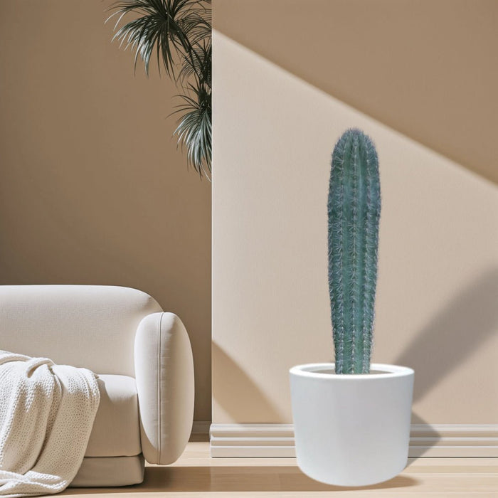 Saguaro cactus - Greensouq - 