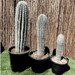 Saguaro cactus - Greensouq - 