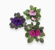 Saintpaulia or African Violets 12 - 15cm - Greensouq - 