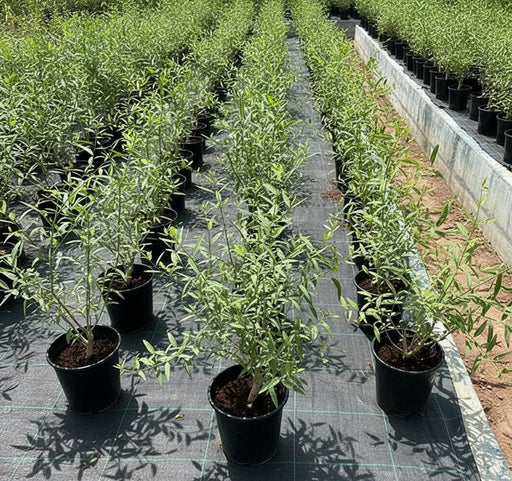 Salvadora persica, Miswak Plant or Toothbrush Tree 30 - 50cm - Greensouq - 