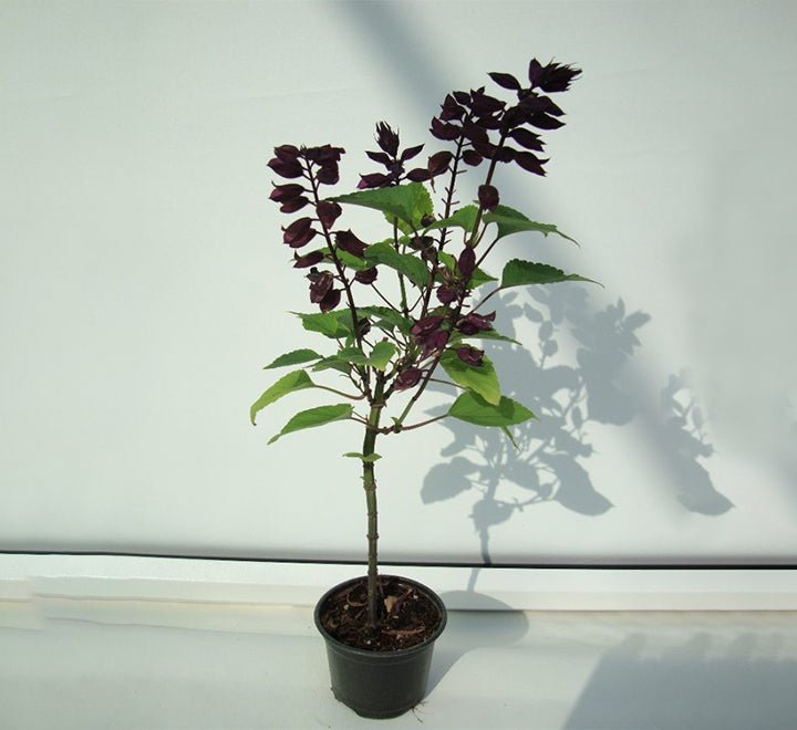 Salvia "Sage of the Diviners" - Greensouq - 