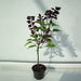 Salvia "Sage of the Diviners" - Greensouq - 