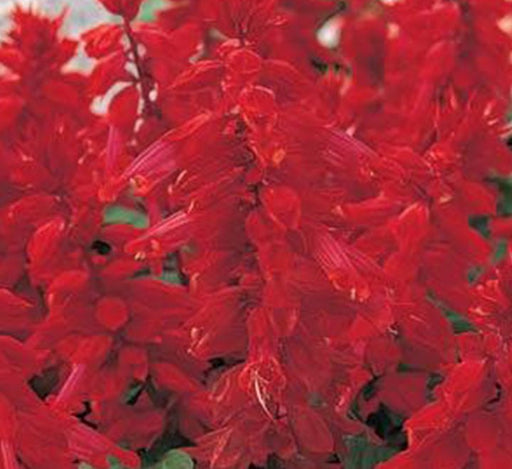 Salvia "Sage of the Diviners" - Greensouq - 