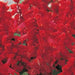 Salvia "Sage of the Diviners" - Greensouq - 