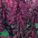Salvia "Sage of the Diviners" - Greensouq - 