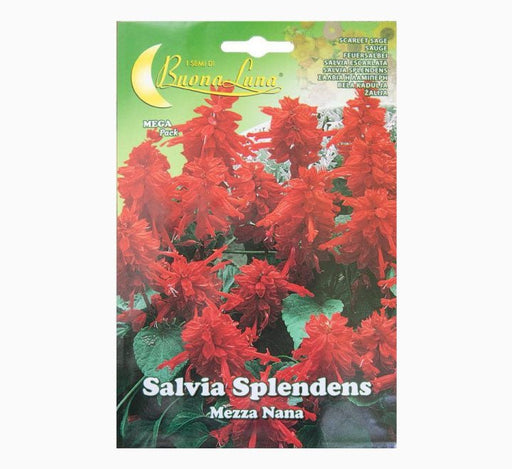 Salvia Splendida Mezza Nana Mix Flowers Seeds - Greensouq - 