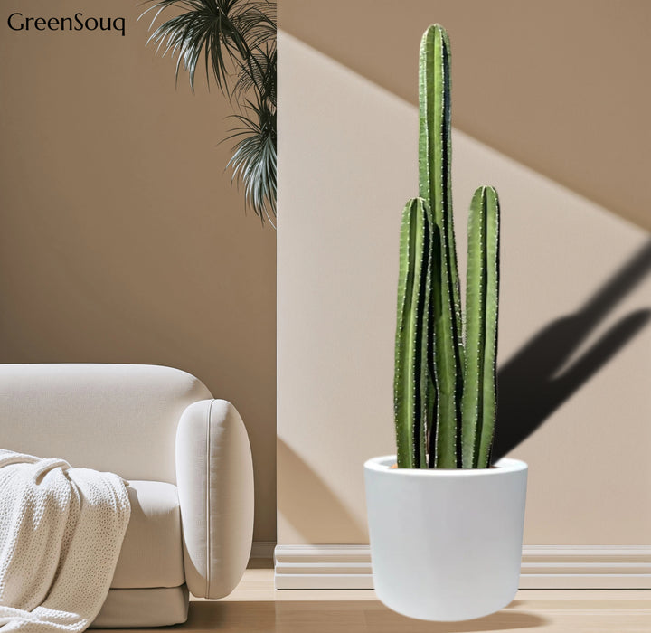 Cactus San Pedro in Fiber Glass Pot (GRP)