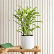 Sanderiana Gold 30 - 35cm | Gold Dracaena Sanderiana - Greensouq - 