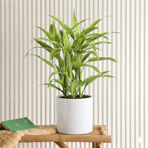 Sanderiana Gold 30 - 35cm | Gold Dracaena Sanderiana - Greensouq - 