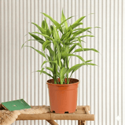Sanderiana Gold 30 - 35cm | Gold Dracaena Sanderiana - Greensouq - 
