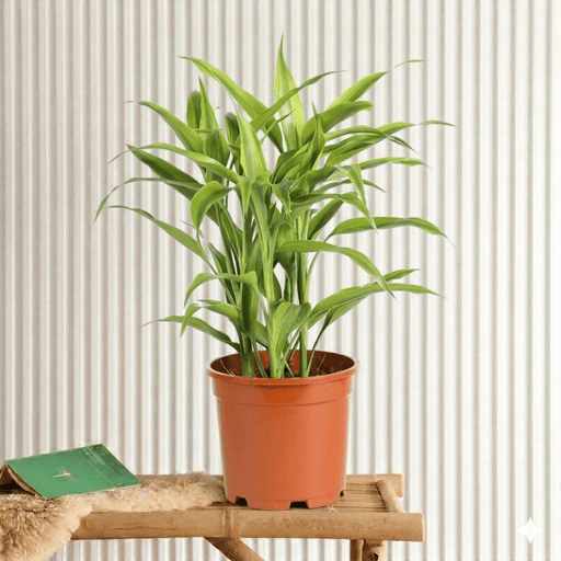 Sanderiana Gold 30 - 35cm | Gold Dracaena Sanderiana - Greensouq - 