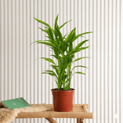 Sanderiana Green 25 - 30cm | Green Dracaena Sanderiana - Greensouq - 