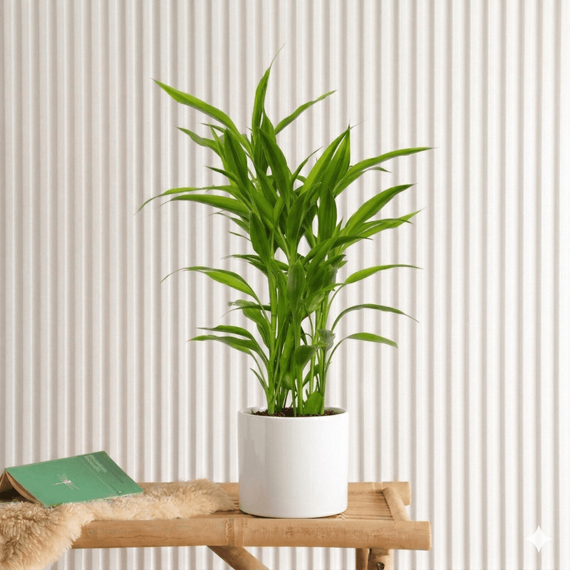 Sanderiana Green 25 - 30cm | Green Dracaena Sanderiana - Greensouq - 