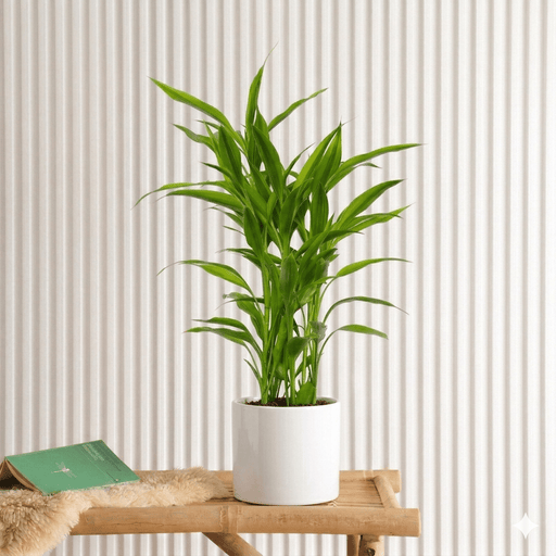 Sanderiana Green 25 - 30cm | Green Dracaena Sanderiana - Greensouq - 