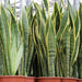 Sansevieria trifasciata ‘Laurentii’ or Snake Plant