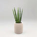 Sansevieria Desertii "Sansevieria Cylindrica Skyline - Greensouq - 