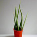 Sansevieria Desertii "Sansevieria Cylindrica Skyline - Greensouq - 