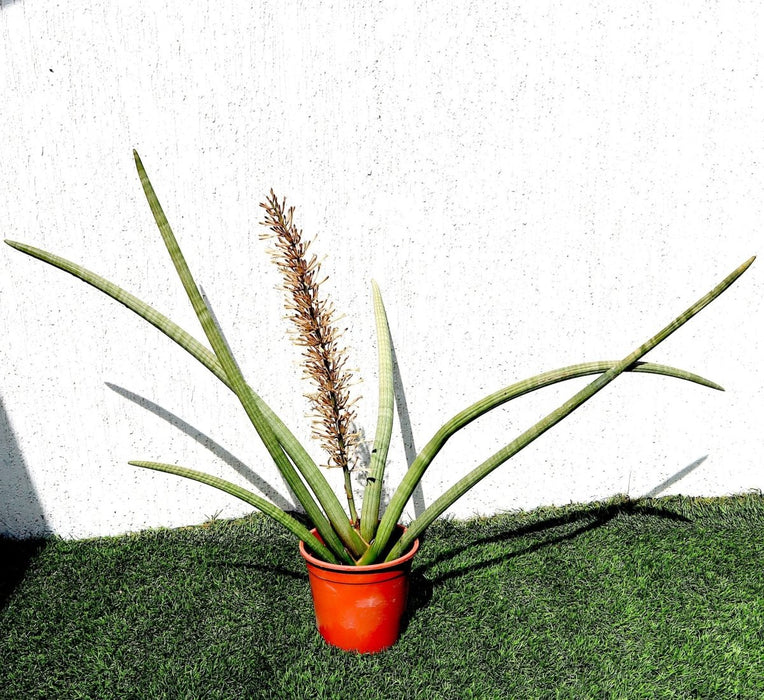 Sansevieria Desertii "Sansevieria Cylindrica Skyline - Greensouq - 