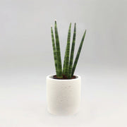 Sansevieria Desertii "Sansevieria Cylindrica Skyline - Greensouq - 
