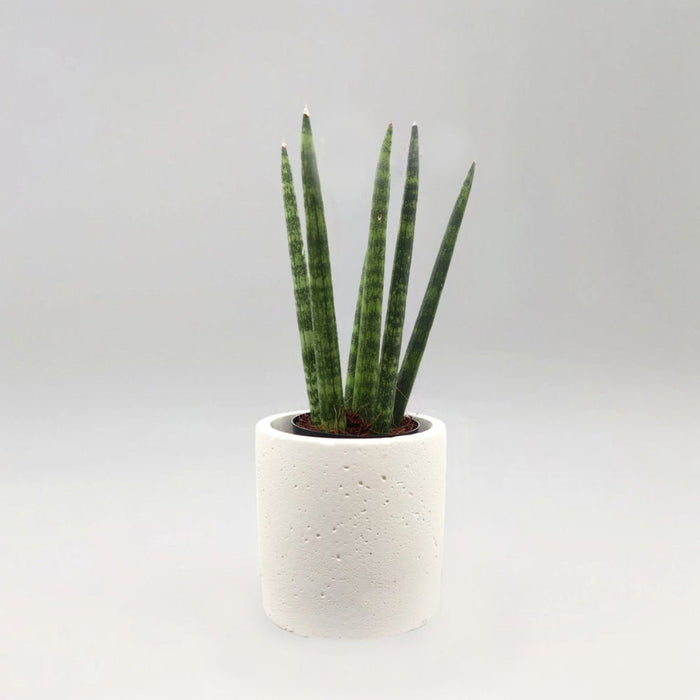 Sansevieria Desertii "Sansevieria Cylindrica Skyline - Greensouq - 