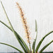 Sansevieria Desertii "Sansevieria Cylindrica Skyline - Greensouq - 