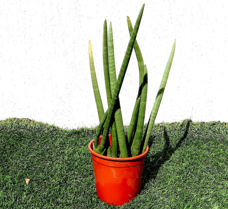 Sansevieria Desertii "Sansevieria Cylindrica Skyline - Greensouq - 
