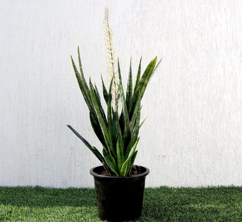 Sansevieria Green Zeylanica "Bowstring Hemp" 30 - 40 cm - Greensouq - 