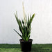 Sansevieria Green Zeylanica "Bowstring Hemp" 30 - 40 cm - Greensouq - 