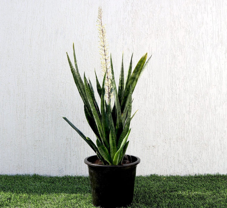 Sansevieria Green Zeylanica "Bowstring Hemp" 30 - 40 cm - Greensouq - 