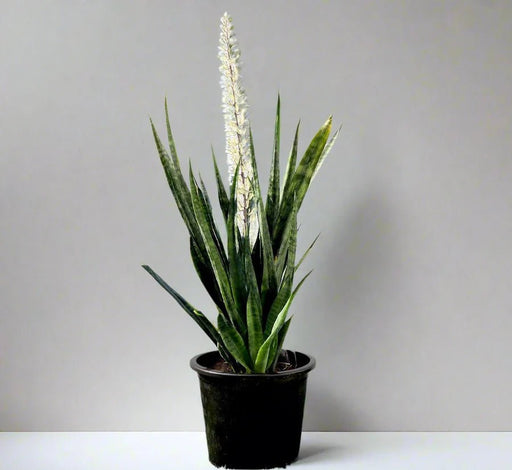 Sansevieria Green Zeylanica "Bowstring Hemp" 30 - 40 cm - Greensouq - 
