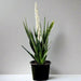 Sansevieria Green Zeylanica "Bowstring Hemp" 30 - 40 cm - Greensouq - 