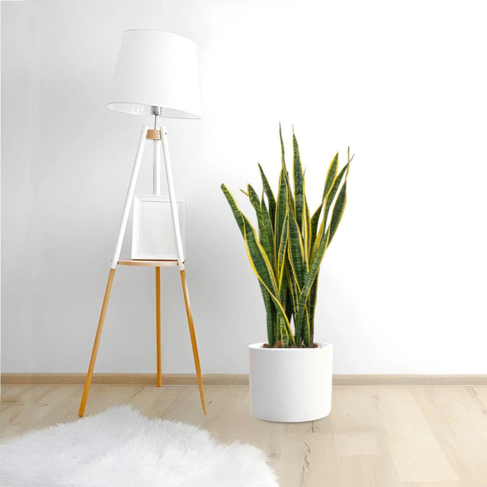 Sansevieria Trifasciata 'Laurentii' or Snake Plant - Greensouq - 