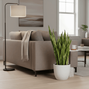 Sansevieria Trifasciata 'Laurentii' or Snake Plant - Greensouq - 