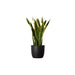 Sansevieria Trifasciata 'Laurentii' or Snake Plant - Greensouq - 