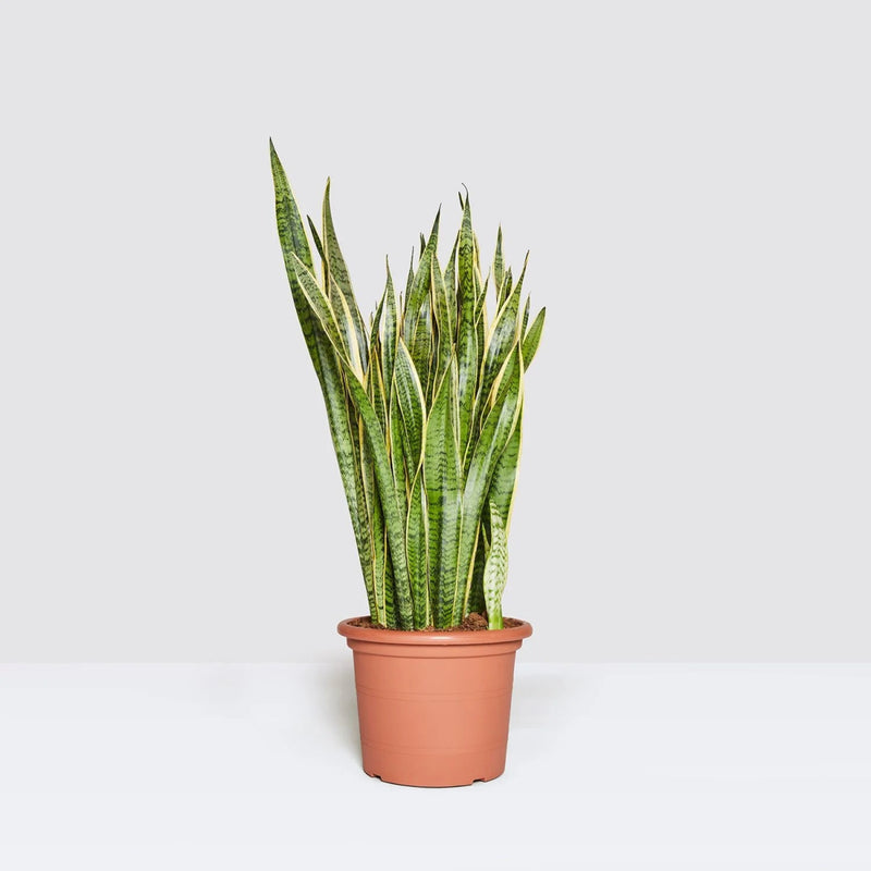 Sansevieria Trifasciata 'Laurentii' or Snake Plant - Greensouq - 