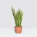 Sansevieria Trifasciata 'Laurentii' or Snake Plant - Greensouq - 