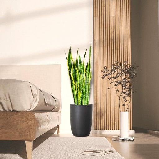 Sansevieria Trifasciata 'Laurentii' or Snake Plant - Greensouq - 