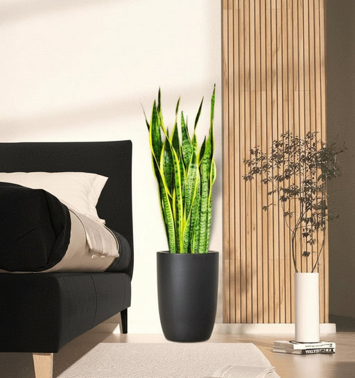 Sansevieria Trifasciata 'Laurentii' or Snake Plant - Greensouq - 