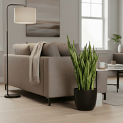 Sansevieria Trifasciata 'Laurentii' or Snake Plant - Greensouq - 