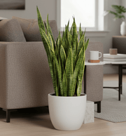 Sansevieria Trifasciata 'Laurentii' or Snake Plant - Greensouq - 