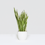 Sansevieria Trifasciata 'Laurentii' or Snake Plant - Greensouq - 