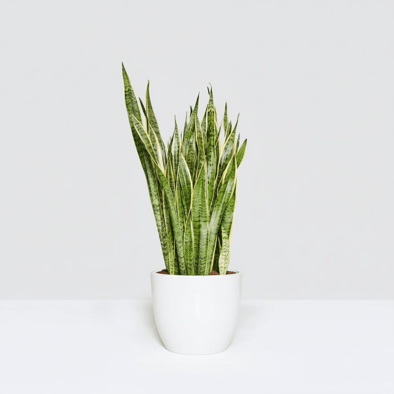 Sansevieria Trifasciata 'Laurentii' or Snake Plant - Greensouq - 