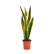 Sansevieria Trifasciata 'Laurentii' or Snake Plant - Greensouq - 